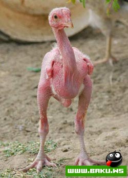 poulet